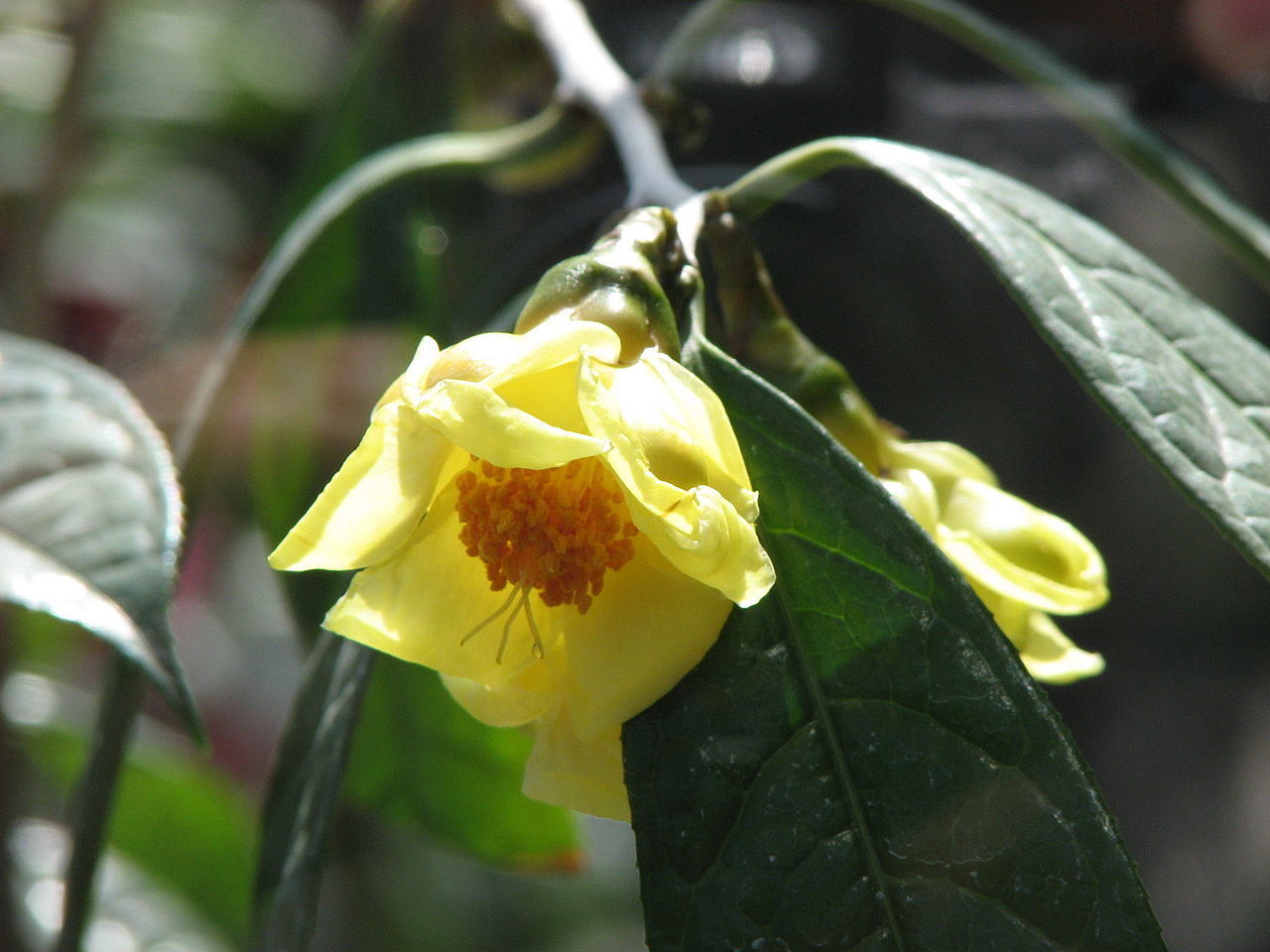[Camellia nitidissima]